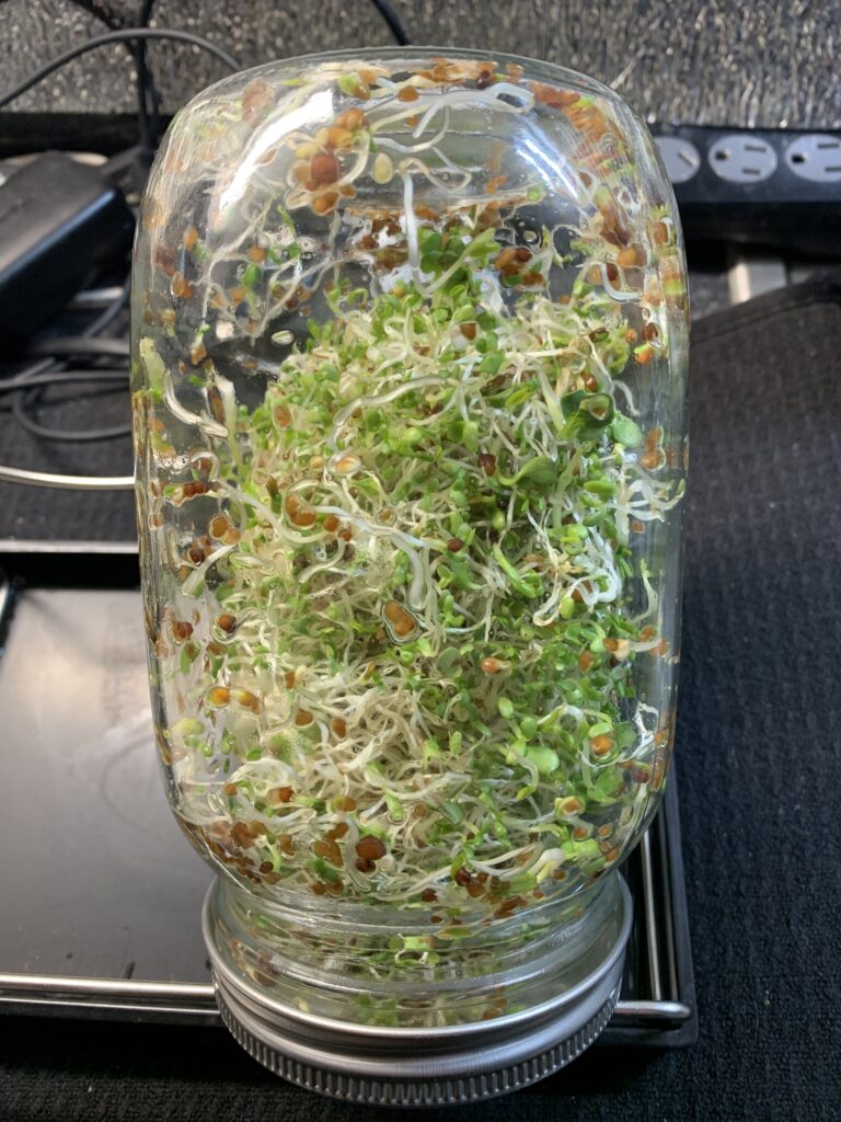 Growing Sprouts