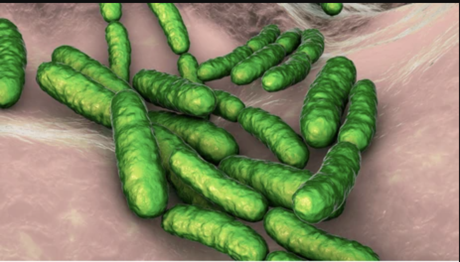 probiotic Lactobacillus reuteri